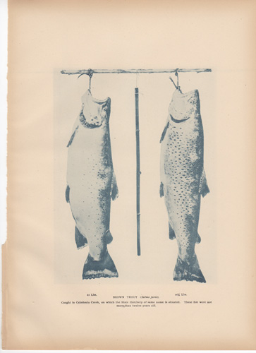 ANTIQUE PRINTS FROM 1896 NY FISH & GAME